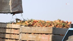 Овощеводы Красногвардейского округа собирают морковь на зиму