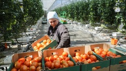 Аграрный сектор Ставрополья собрал более 122 тыс. тонн овощей открытого грунта