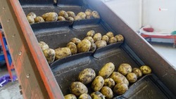 Красногвардейский округ лидирует по урожайности картофеля