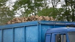 На Ставрополье почти в два раза выросла урожайность сахарной свёклы