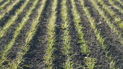 Азотную подкормку почвы проводят на полях Красногвардейского округа