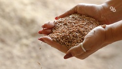 На Ставрополье оценили качество более 321 тысячи тонн семян