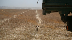 На Ставрополье 86% полей засеяли озимыми культурами — губернатор Владимиров