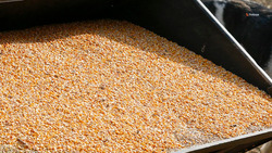 В Красногвардейском округе заложили семена гибридов кукурузы и подсолнечника