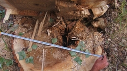В Красногвардейском районе задержали похитителя древесины