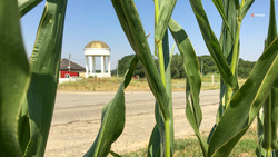 Ставропольские аграрии завершили сев подсолнечника и кукурузы 