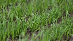 Яровые культуры займут более 1 млн га ставропольских полей