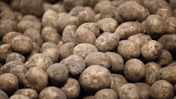 Более 4 тыс. га картофеля высадили на Ставрополье