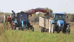 Красногвардейский округ занимает лидирующие позиции по производству столовой свёклы