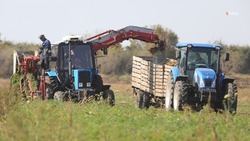 Красногвардейский округ занимает лидирующие позиции по производству столовой свёклы