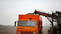 Уборку овощей «борщевого набора» завершают на Ставрополье