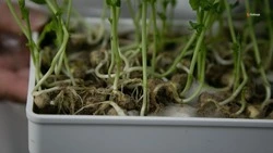 Производство отечественных семян наращивают на Ставрополье