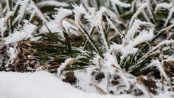 Снег защитил озимые в Красногвардейском округе от резкого снижения температуры