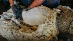 Овцеводы Ставрополья настригли уже более 636 тонн шерсти