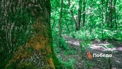 В Красногвардейском округе не отмечается высокого уровня пожарной опасности
