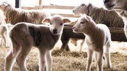 Ставропольские овцеводы рассчитывают на рождение 360 тыс. ягнят