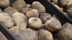 На Ставрополье контролируют цены на овощи из «борщевого набора» 