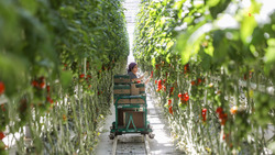 Более 24 тысяч тонн овощей собрали в теплицах Ставрополья с начала года