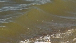 Ставропольцы заметили массовую гибель рыбы на озере в Шпаковском районе