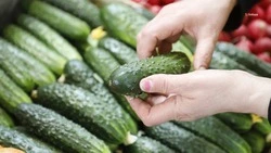 Производство огурцов на Ставрополье выросло в 2,5 раза   